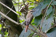 Myiodynastes maculatus