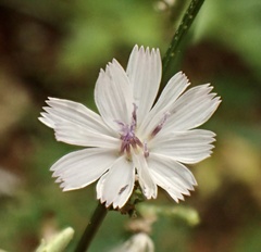 Stephanomeria exigua