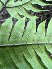 Pteris terminalis