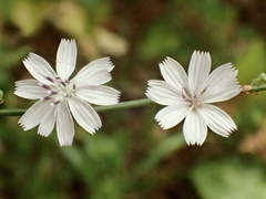 Stephanomeria exigua