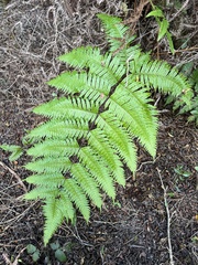 Pteris terminalis