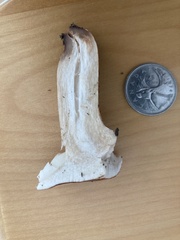 Tricholoma fulvum
