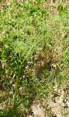 Foeniculum vulgare