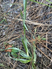Pityopsis oligantha