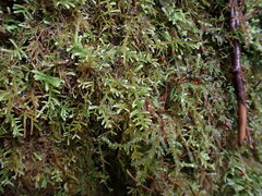 Claopodium crispifolium