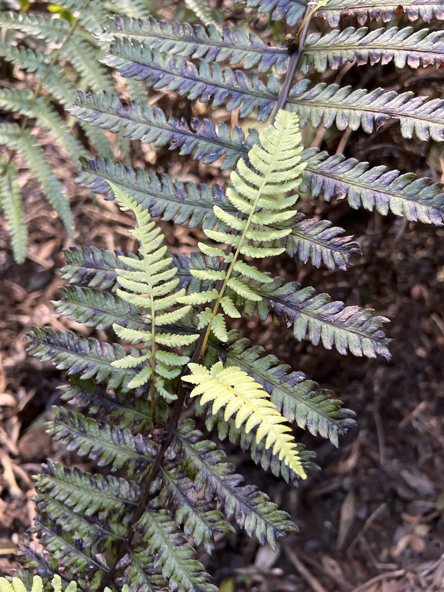 Deparia marginalis