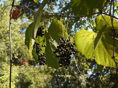 Vitis cinerea