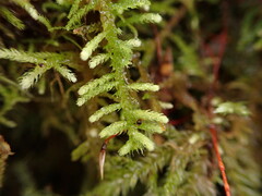 Claopodium crispifolium