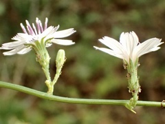 Stephanomeria exigua