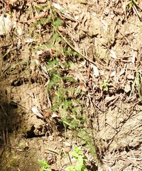 Asparagus acutifolius