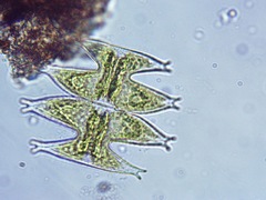 Micrasterias pinnatifida