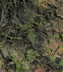 Anthriscus caucalis