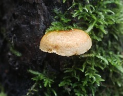 Pleuroflammula praestans