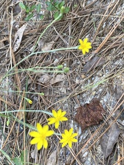 Pityopsis oligantha