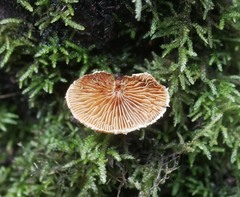 Pleuroflammula praestans