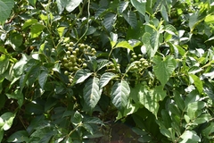 Cissus