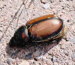 Golofa tepaneneca