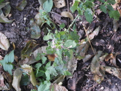 Dicliptera brachiata