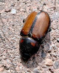Golofa tepaneneca