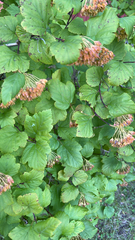 Physocarpus opulifolius