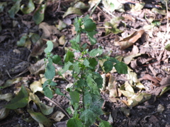 Dicliptera brachiata