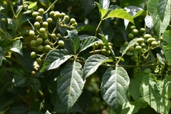 Cissus