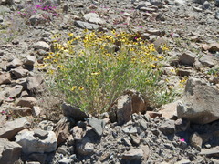 Encelia canescens