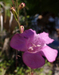 Agalinis fasciculata