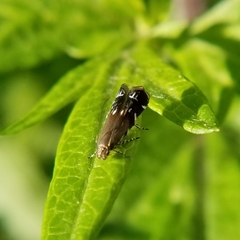 Anacampsis levipedella