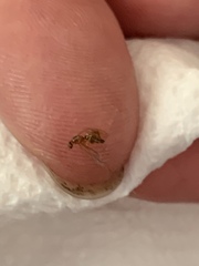 Brachymyrmex depilis