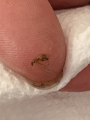 Brachymyrmex depilis