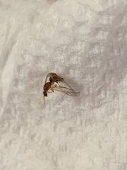 Brachymyrmex depilis