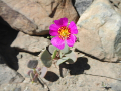 Cistanthe grandiflora