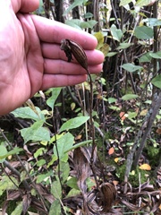 Cypripedium reginae