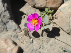 Cistanthe grandiflora