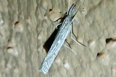 Thaumatopsis repandus