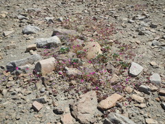 Cistanthe grandiflora