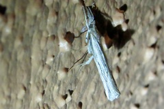 Thaumatopsis repandus