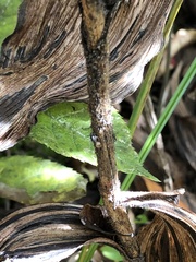 Cypripedium reginae