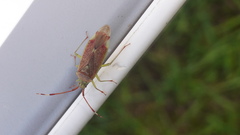 Pantilius tunicatus