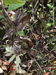 Cypripedium reginae