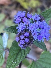 Conoclinium coelestinum