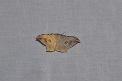 Dalima
