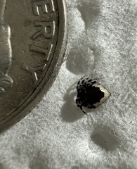 Euryopis funebris