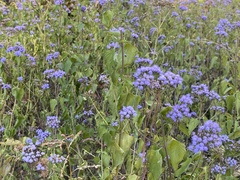 Conoclinium coelestinum