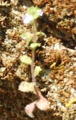 Campanula erinus