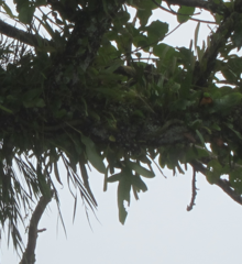 Microsorum pustulatum pustulatum