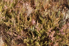 Erica rosacea