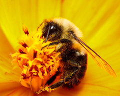 Bombus impatiens