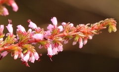 Erica rosacea